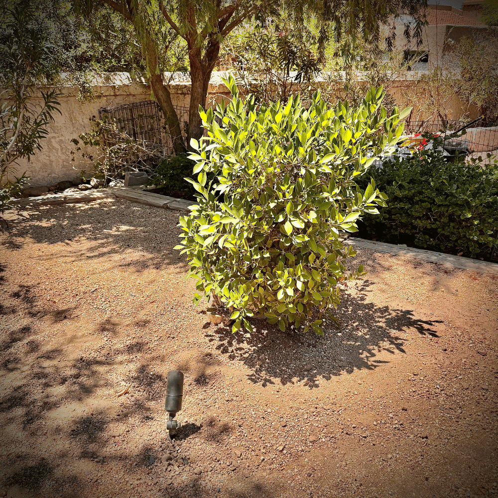 accent_light_relocation_paradisevalley