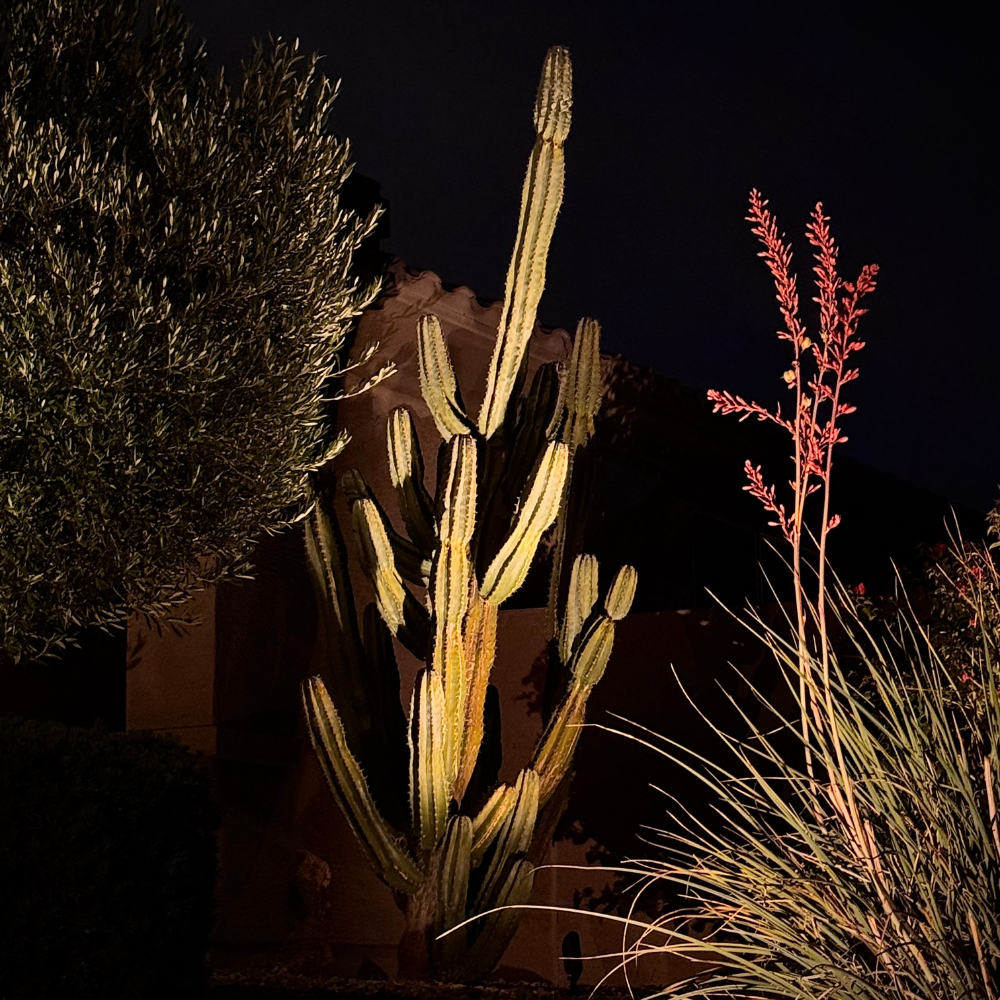 cactus_lighting_in_south_phoenix